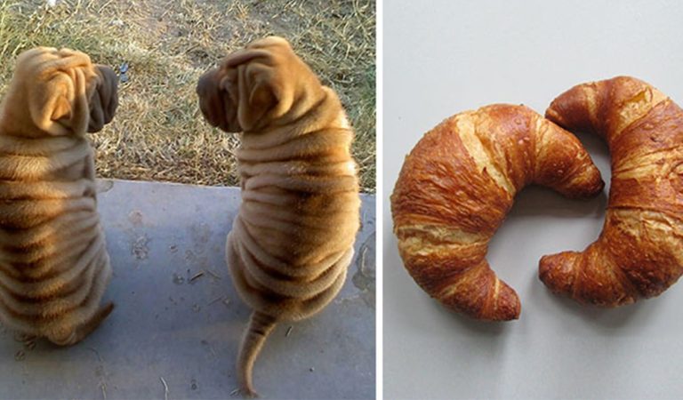 Funny list: 10 dogs that look like something completely different