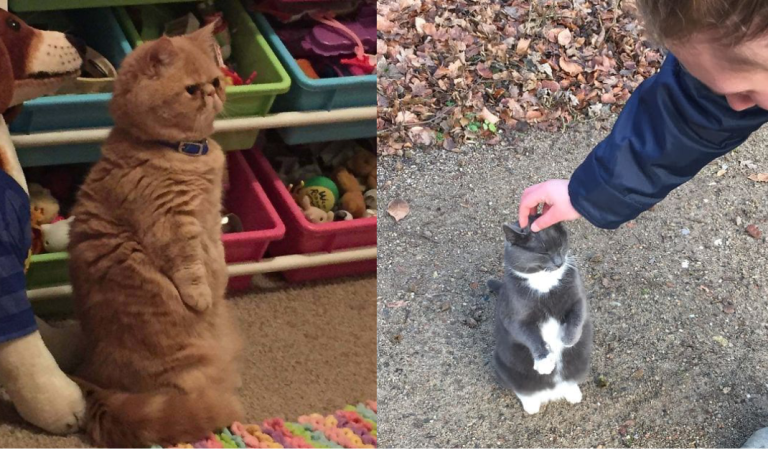 These cats decides to pretend to be penguins. They look absolutely adorable!