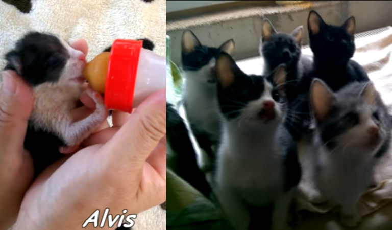 Five abandoned newborn kittens were rescured and have the happiest life ever.