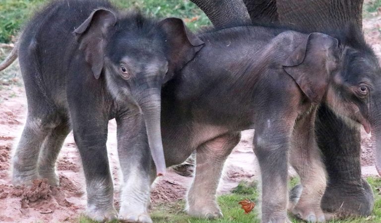 Zoo celebrates arrival of extremely rare Asian elephant twins