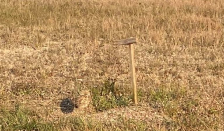 Can you spot the hidden animal hidden in this picture?