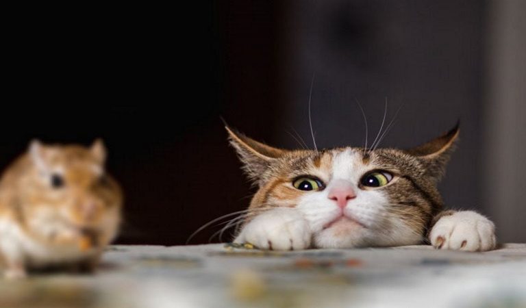 Three mice are being chased by a cat.