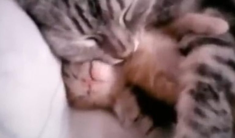 Sweet Cat Mama Cuddling Baby Kitten to Sleep.