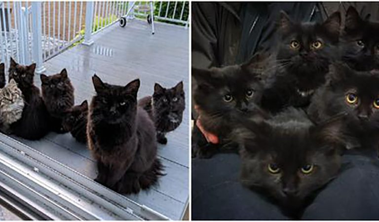 Woman shows kindness to hungry stray cat — so she comes back with her litter of kittens