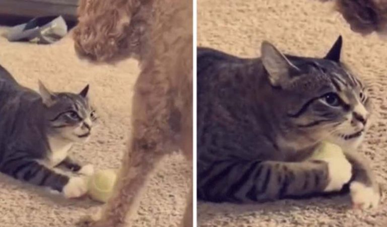 A cat’s determined way of stealing a ball from a dog.
