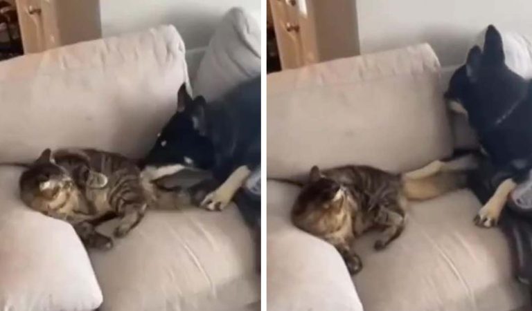 Cat startles dog, pooch does this to take revenge. Hilarious video.