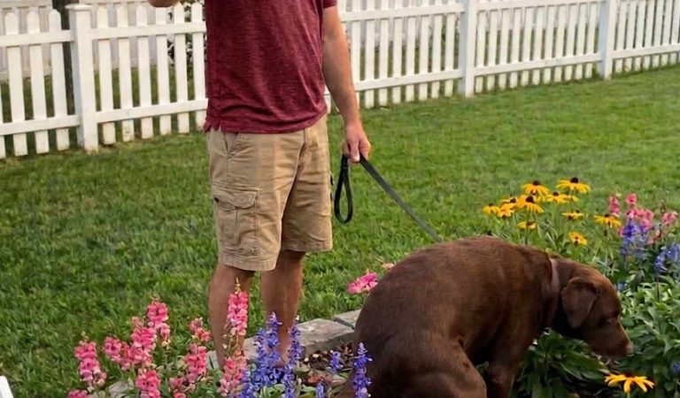 My Neighbor Kept Throwing His Dog’s Waste into My Trash Can for Months — So I Finally Found the Perfect Way to Return Everything He Had Left Behind